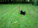 irma bernese mountain dog 9 weeks