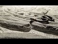 Click here to watch this video Baby ring-necked snake the size of a penny - Diadophis punctatus - part 2