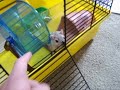 Gerbils, Cute and Nosey