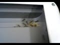 Impressora com formigas !!