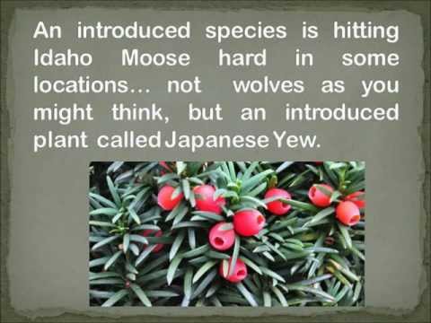 how to transplant yew