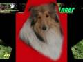 Shetland Sheepdogs