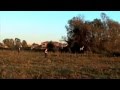 The strange landing