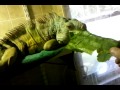 Ozzy eating a turnip green