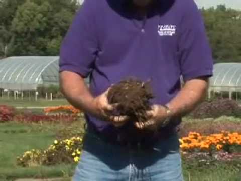 how to transplant peonies in fall