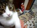 猫のマリーちゃんずわいがにを食べるの巻き　Mary's Snow crab is eaten. volume o
