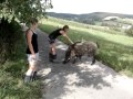 Freundschaftliche Begegnung mit Wildschwein