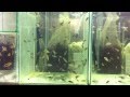Tropheus breeding and raising at "PISCES" farm