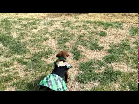 Molly wagging her tail: