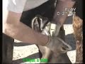 Gabino herrando un caballo