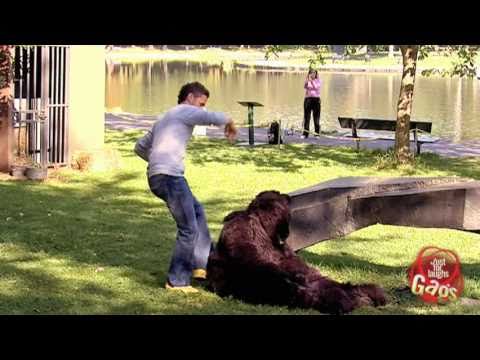 Kick The Bear Prank