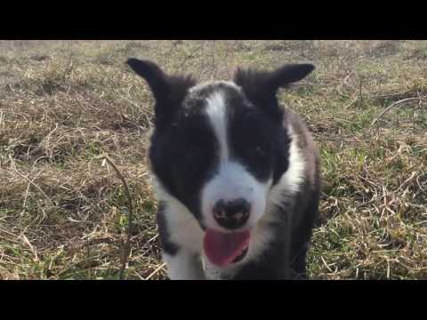 Border Collie Puppy Panda