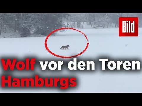 Kreis Stormarn: Spaziert ein Wolf ber den Ltjense ...