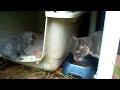 kittens exploring their life in the backyard