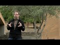 Olive Tree Landscaping