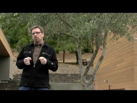 how to transplant old olive trees