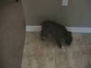 Jager vs Door Stop.wmv Jager vs Door Stop.wmv