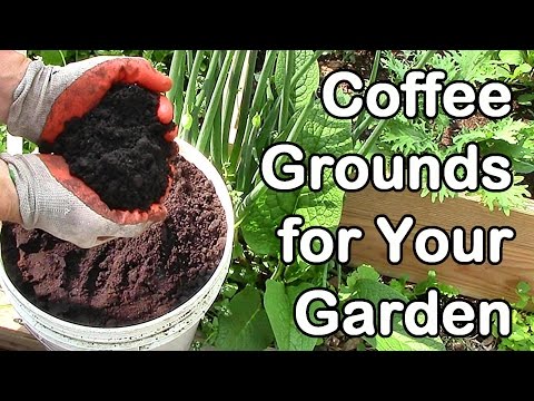 how to use coffee grounds to fertilize