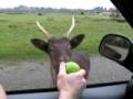 videos de Olympic Game Farm - Deer II