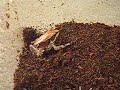 Frog ID