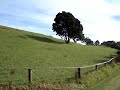www.GetTrippy.com : Chasing Sheep in Tarawhanui, New Zealand
