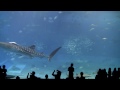 Okinawa Churaumi Aquarium 2011 Checked off a lifetime 