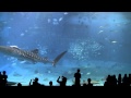 Okinawa Churaumi Aquarium 2011