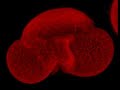 Pine Pollen Grain