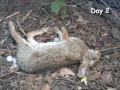 Rabbit decomposition time-lapse (higher resolution)