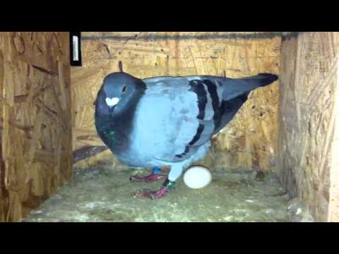 mophojo - My Kannibaal hen lays an egg. No nest cause I had just separated her from her mate for the rest of the year but I guess she was still eggy.