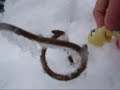 Winter Wonderland Littlest Pet Shop Winter Wonderland Littlest Pet Shop