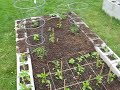 square foot cinder block garden 1 may 16