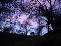 Celtic Frost - Obscured