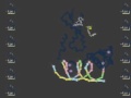 videos de Nuclear Hormone Receptor: RXR and PPAR Bound to DNA