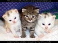 melmak tv gatos picorico