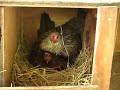 Two Chickens on One Nest Two Chickens on One Nest