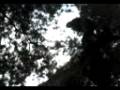 videos de jumping tree to tree