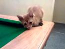 My new kitten, Neo.... My new kitten, Neo....