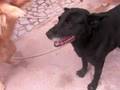 Animais de Estimação