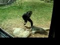 Gibbon Eats Bug at Philadelphia Zoo Gibbon Eats Bug at Philadelphia Zoo