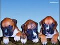 Perritos Divinos- Iván Noble Olivia Perritos Divinos- Iván Noble Olivia