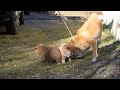 柴犬子犬赤柴雌586.11.3.12.4 柴犬.net