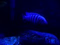 African Cichlids