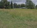 Wild Parsnip Can Burn