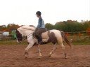 HORSES FOR SALE - NEW. Visit our site www.horsesforsale.lt HORSES FOR SALE - NEW. Visit our site www.horsesforsale.lt