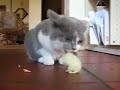 BARF Küken für Katzen BARF Küken für Katzen