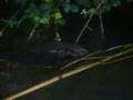 Martinez Beaver Babies: And then there were two