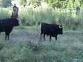 toros torija 2007