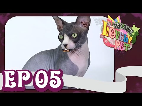 pet -