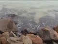 De Benguela ao Lobito